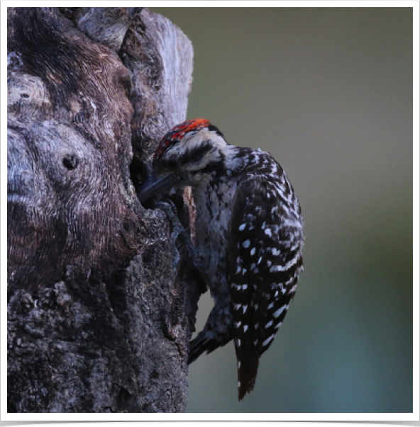 Ladder-backed Woodpecker